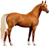 Palomino Horse